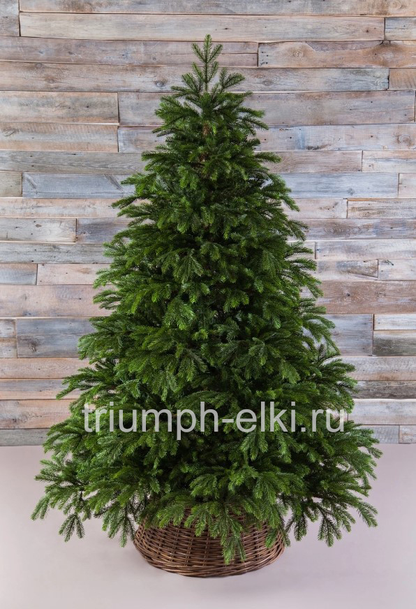 Ель Коттеджная