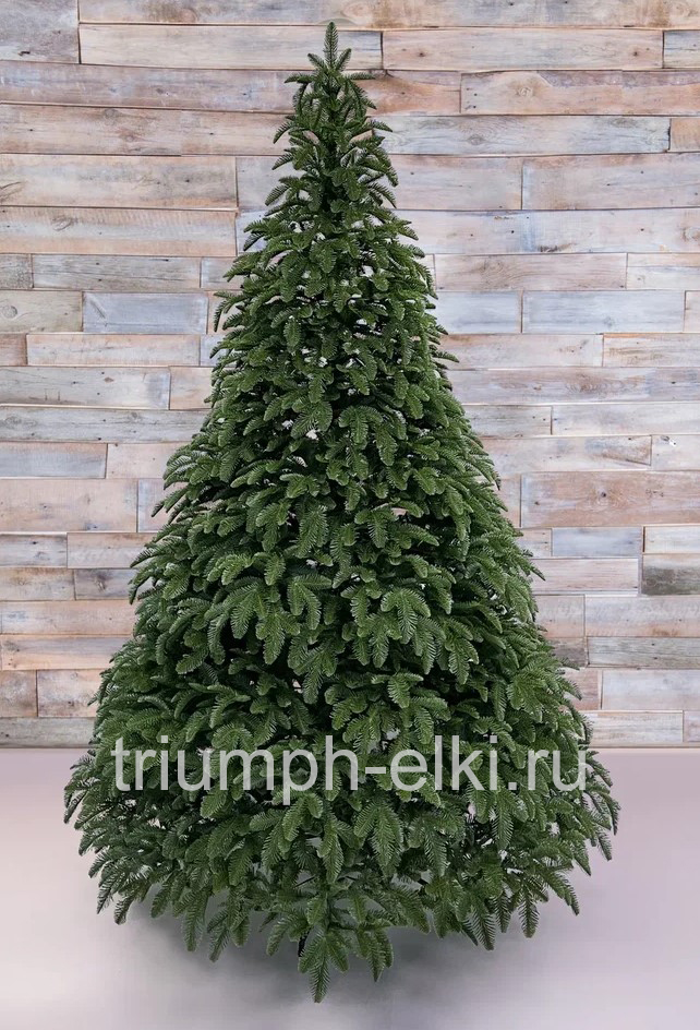 Ель Благородная