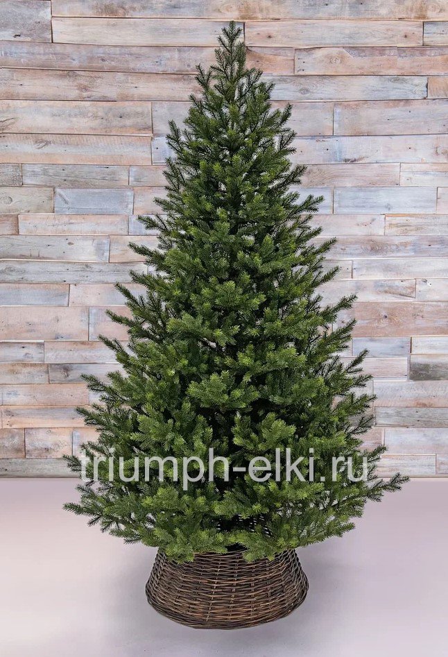 Ель Датская классическая