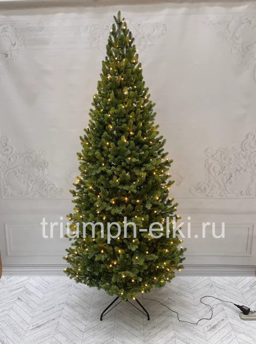 Ель Городская стройная