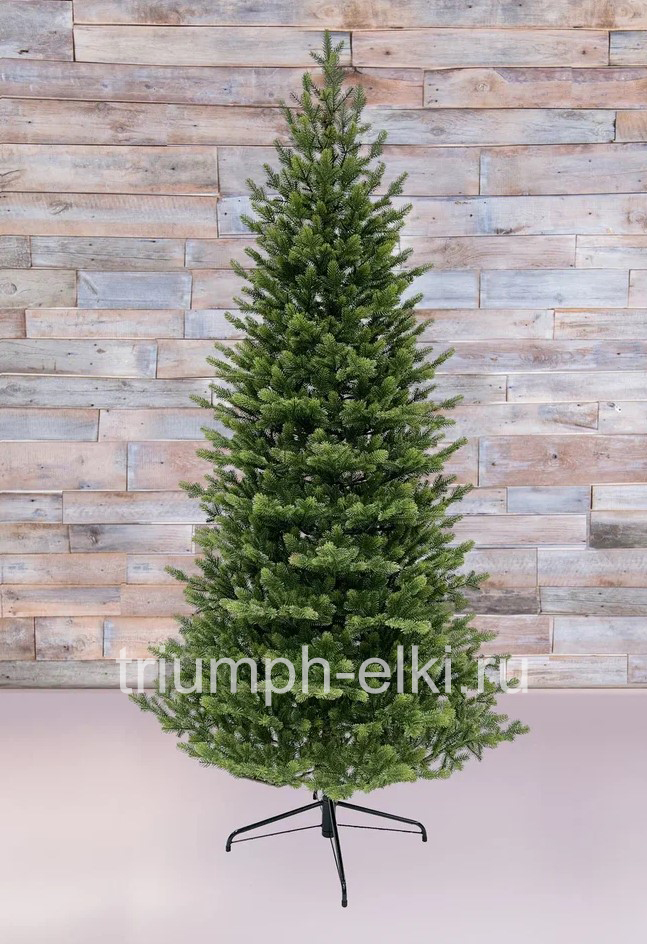 Ель Городская стройная