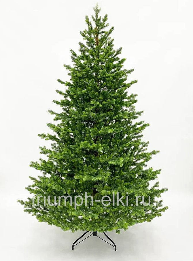 Ель Городская