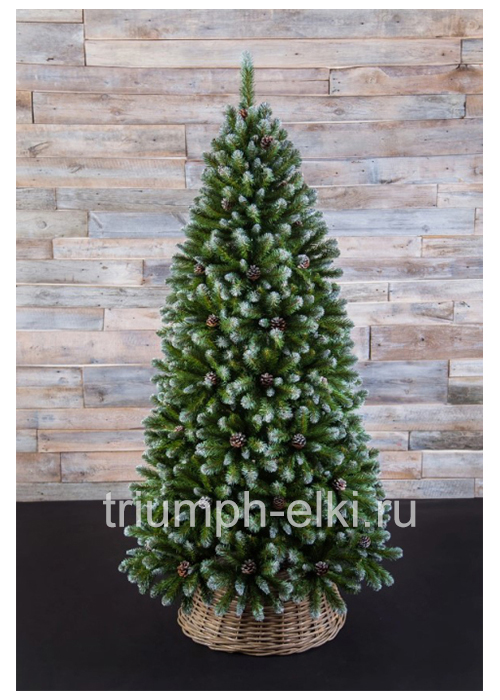 Ель Императрица с шишками заснеженная