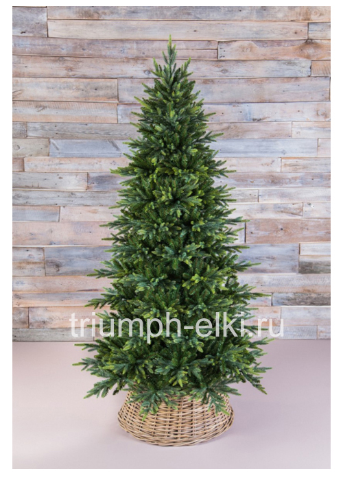 Ель Королевская Стройная
