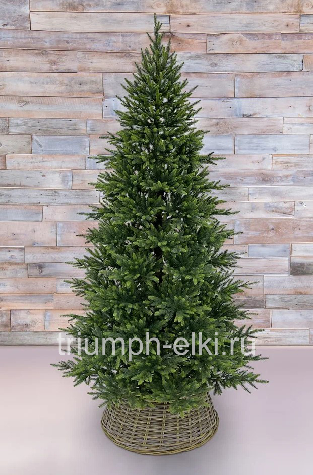 Ель Королевская стройная