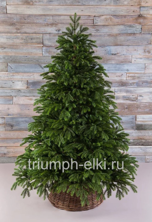 Ель Коттеджная зеленая