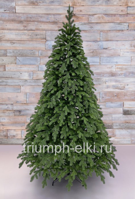 Ель Купеческая