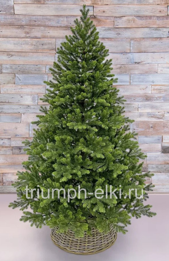 Ель Можевельник классический