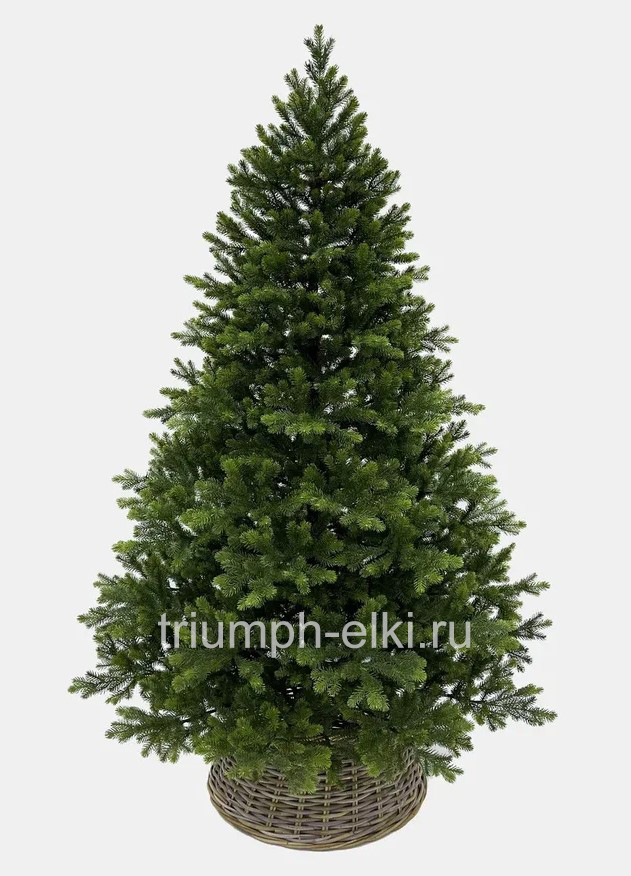 Ель Можевельник