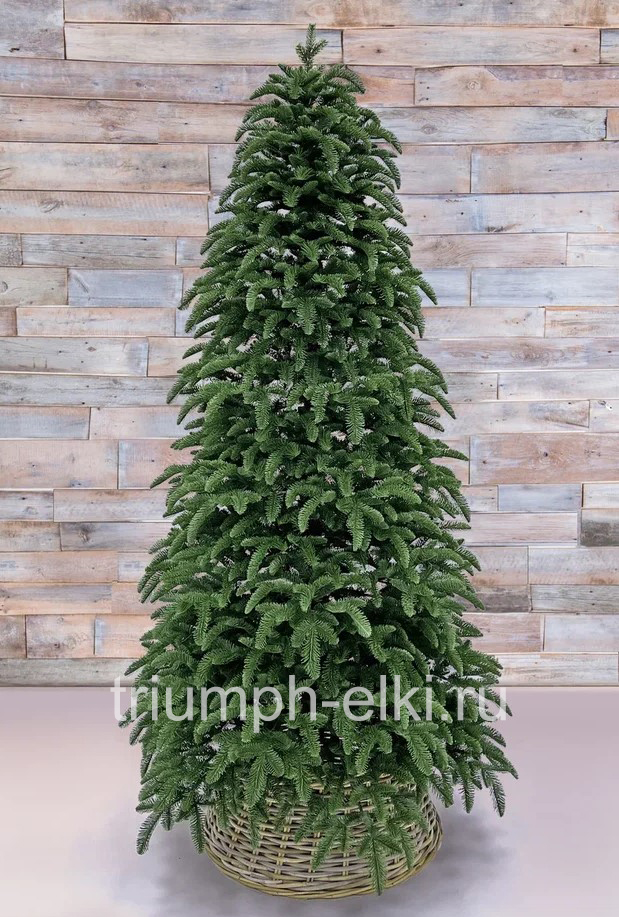 Ель Нормандия стройная