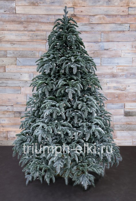 Ель Нормандия заснеженная