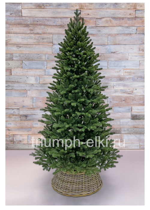 Ель Шервуд стройная