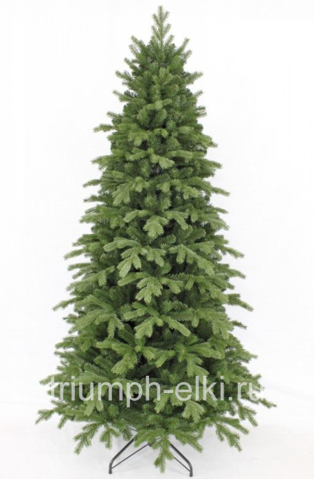 Ель Шервуд стройная