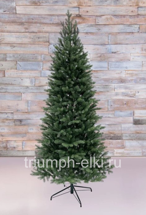 Ель Швейцарская стройная