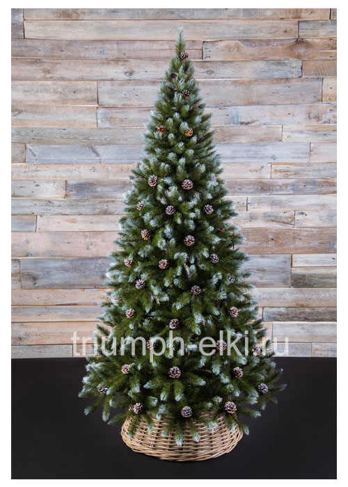 Ель Женева с шишками